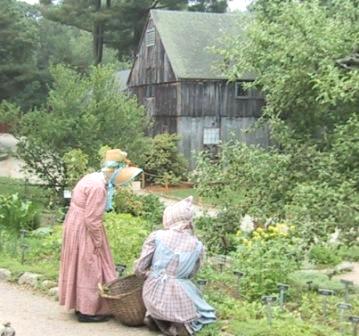 Constance, you're pulling up the comfrey! 