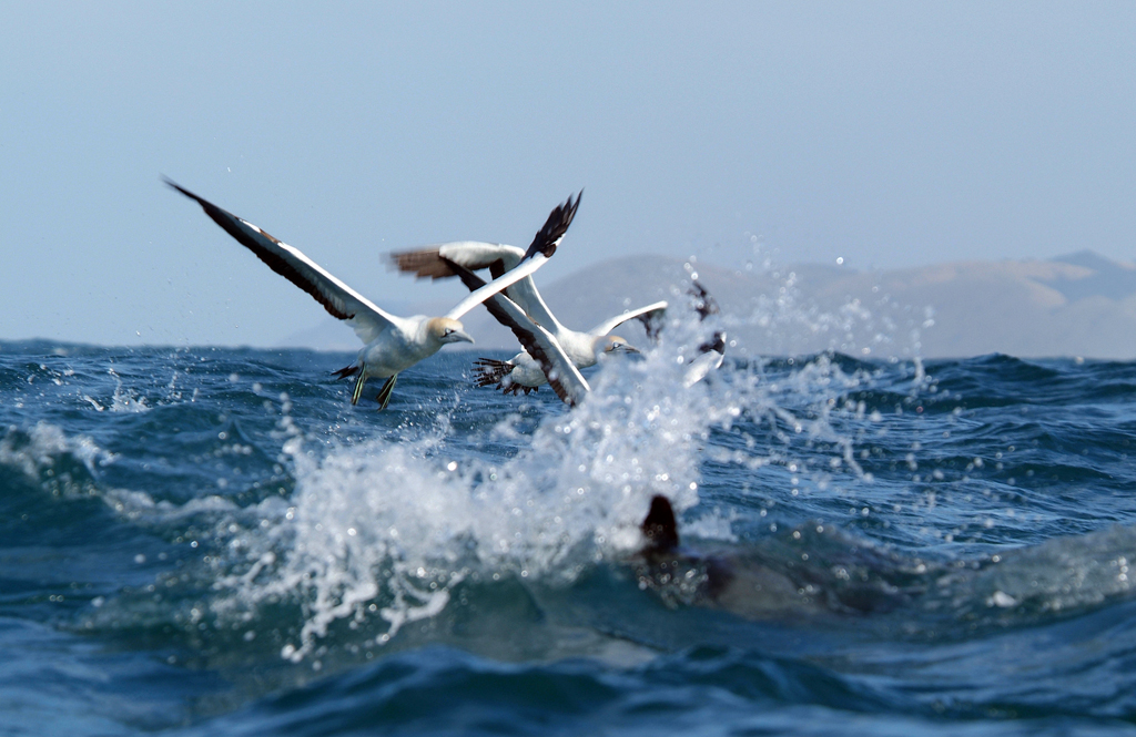 Dolphins And Whales. dolphins, and whales on