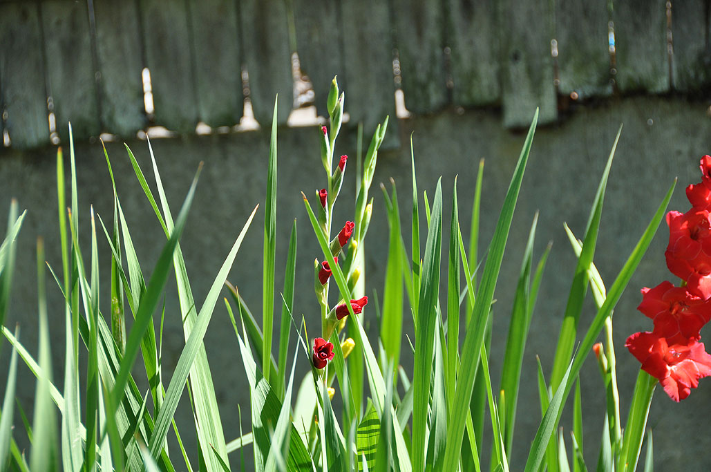 Rainy Day Garden : July update by Wan Chi Lau - July 15, 2010