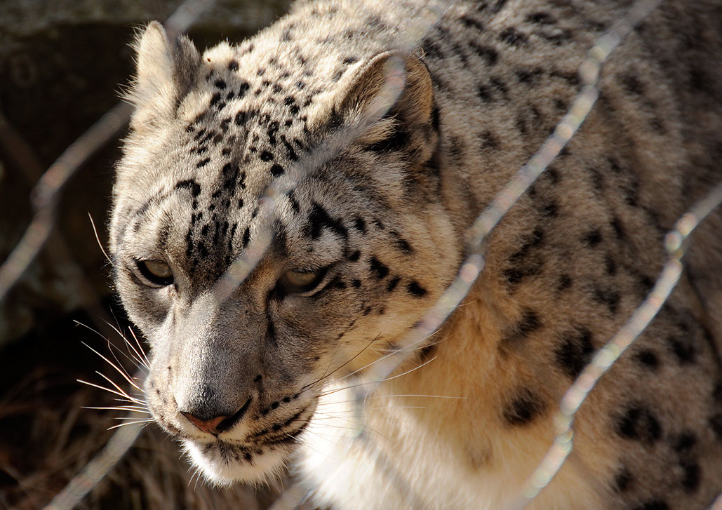 Jaguar  Stone Zoo